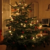 Weihnachtsbaum 2010